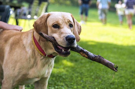 Consejos para interactuar mejor con tu perro mascota en 2026