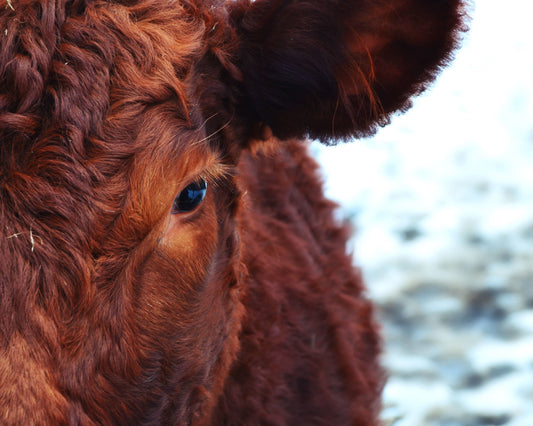 Maltrato animal en espacios pecuarios y la responsabilidad de la medicina veterinaria