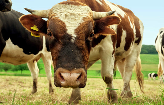 Enfermedades de los animales de cría derivadas del mal manejo animal