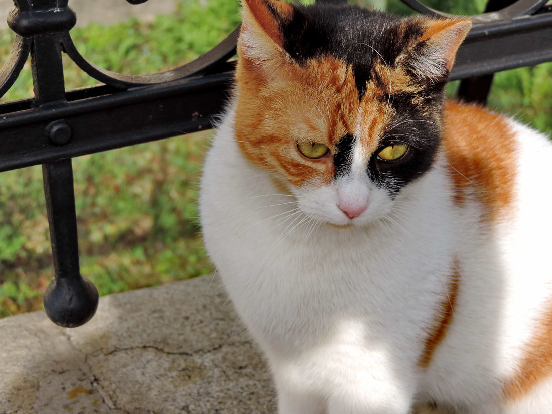 Tenias y dipylidiums: la amenaza oculta en el sistema digestivo de tu gato