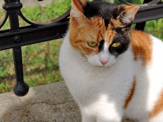Tenias y dipylidiums: la amenaza oculta en el sistema digestivo de tu gato
