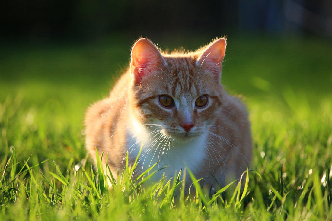 Los paseos del gato y la medicina veterinaria: bienestar y prevención
