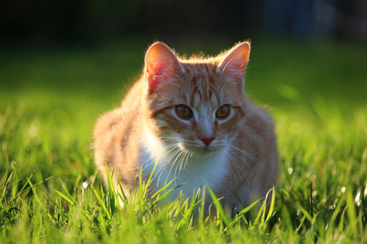 Los paseos del gato y la medicina veterinaria: bienestar y prevención