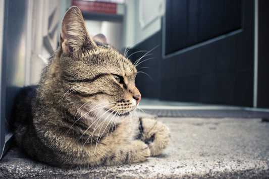 Combate y prevención de la giardiasis en los gatos mascota
