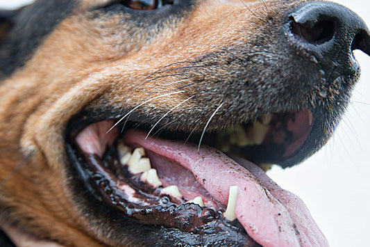 Problemas dentales en los perros: prevención y detección temprana