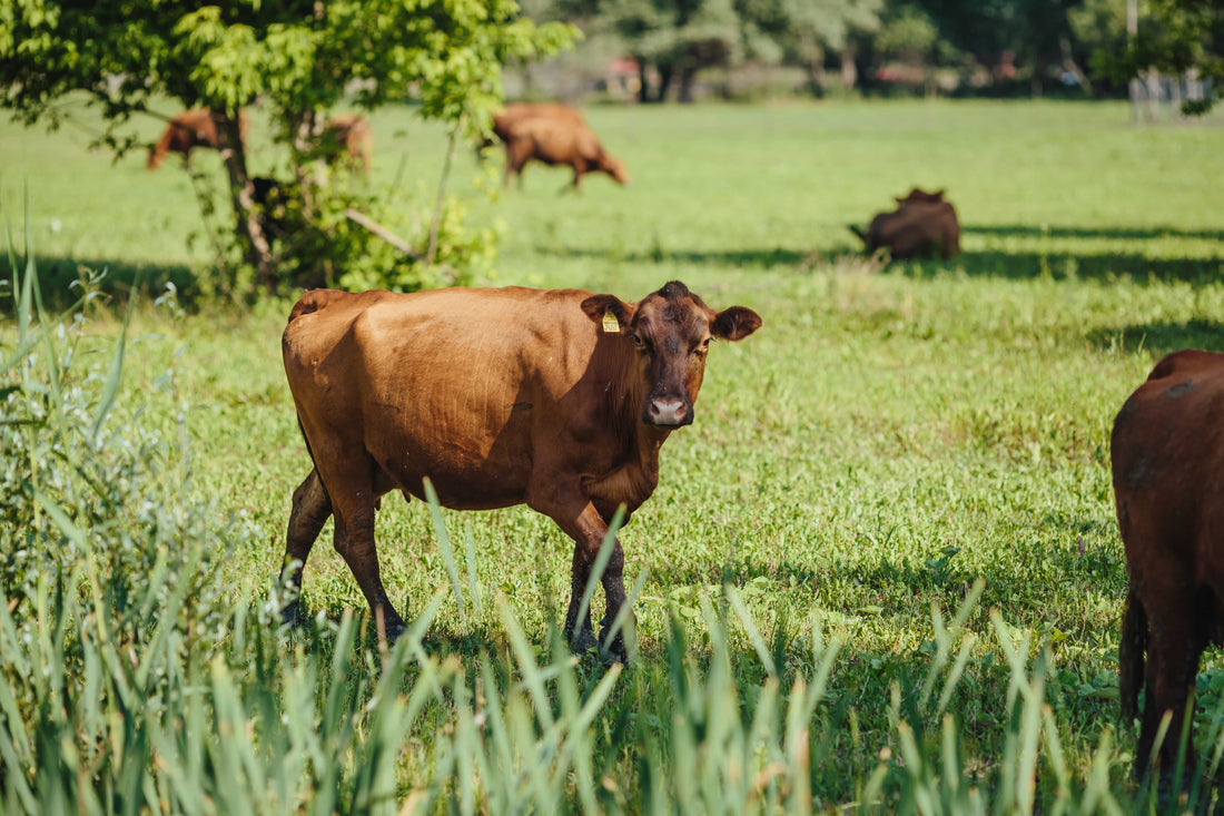 Combatiendo la Tristeza Parasitara Bovina en granjas y criaderos por medio de la veterinaria