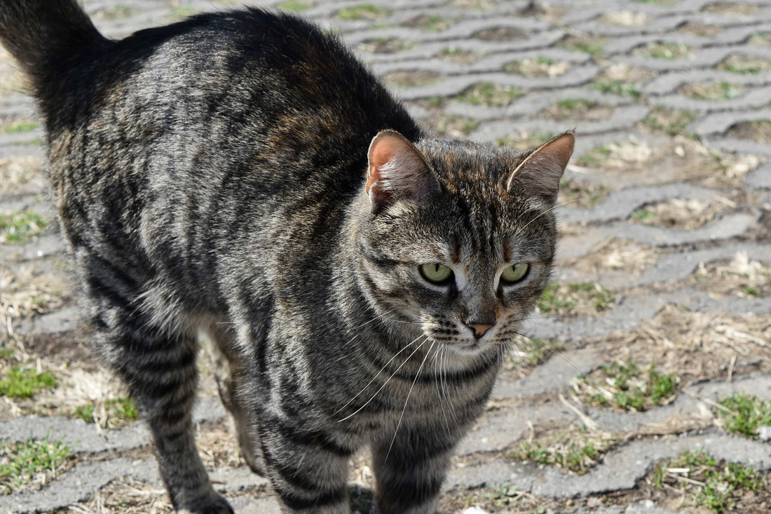 Evitando el estrés del gato en los viajes e importancia de contar con asesoría veterinaria