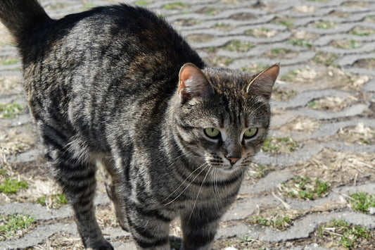 Evitando el estrés del gato en los viajes e importancia de contar con asesoría veterinaria