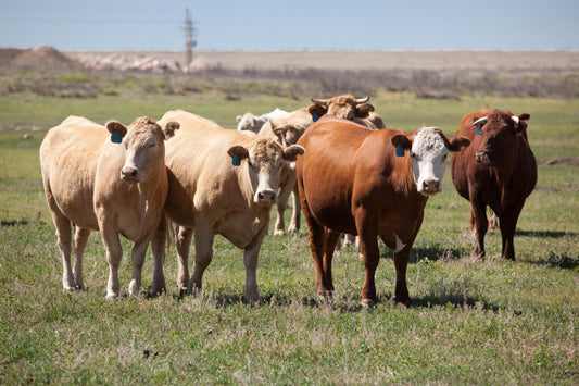 Enfermedades hereditarias en vacas y la importancia de la atención veterinaria