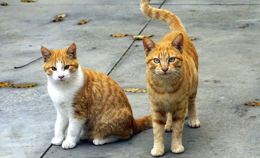 Dermatitis en gatos: cómo se atiende por medios veterinarios