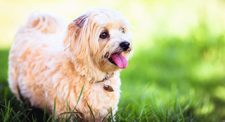 Cómo proteger a las mascotas de la lluvia intensa en ambientes domésticos