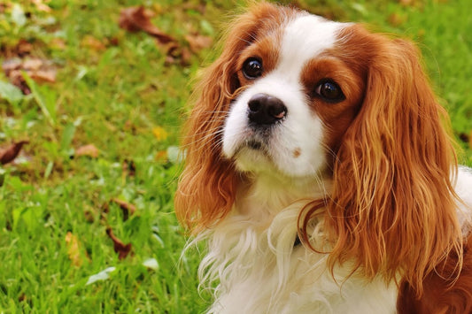 Cómo garantizar el bienestar de tu mascota durante y después de una mudanza