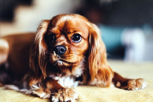 Indicios de intoxicación estomacal en perros y gatos: señales de alerta que no deben ignorarse