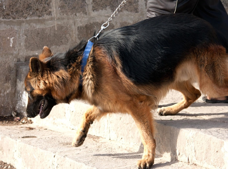 Molestias y dolencias en los perros por rozadura de correas