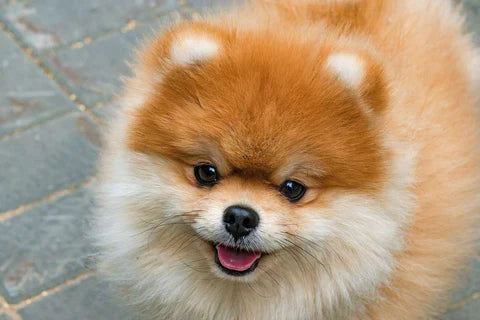 Las ventajas de las mordederas para cachorro de perro