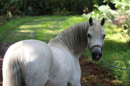 Las más importantes vacunas para caballo
