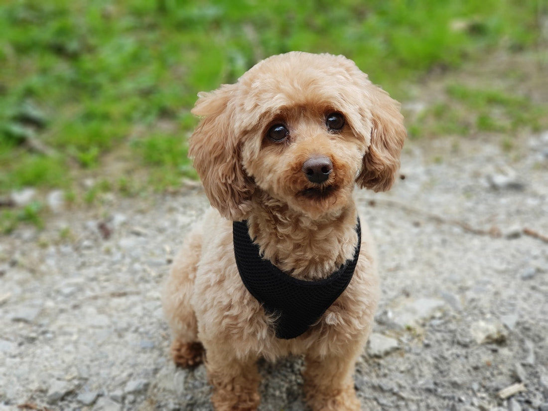 Recomendaciones para el cuidado de los perros poodle