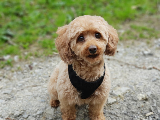 Recomendaciones para el cuidado de los perros poodle