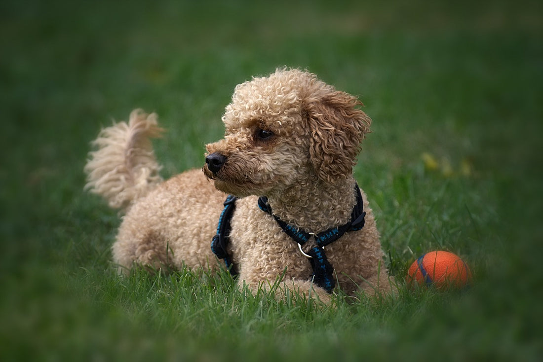 El perro como animal de compañía