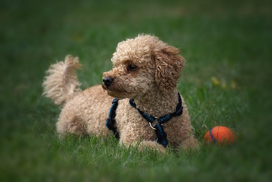 El perro como animal de compañía