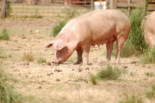 Principales enfermedades que afectan a los cerdos de granja