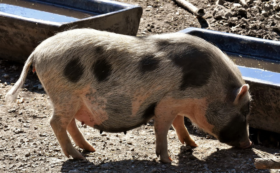 Alimentación para los cerdos de acuerdo con su desarrollo corporal