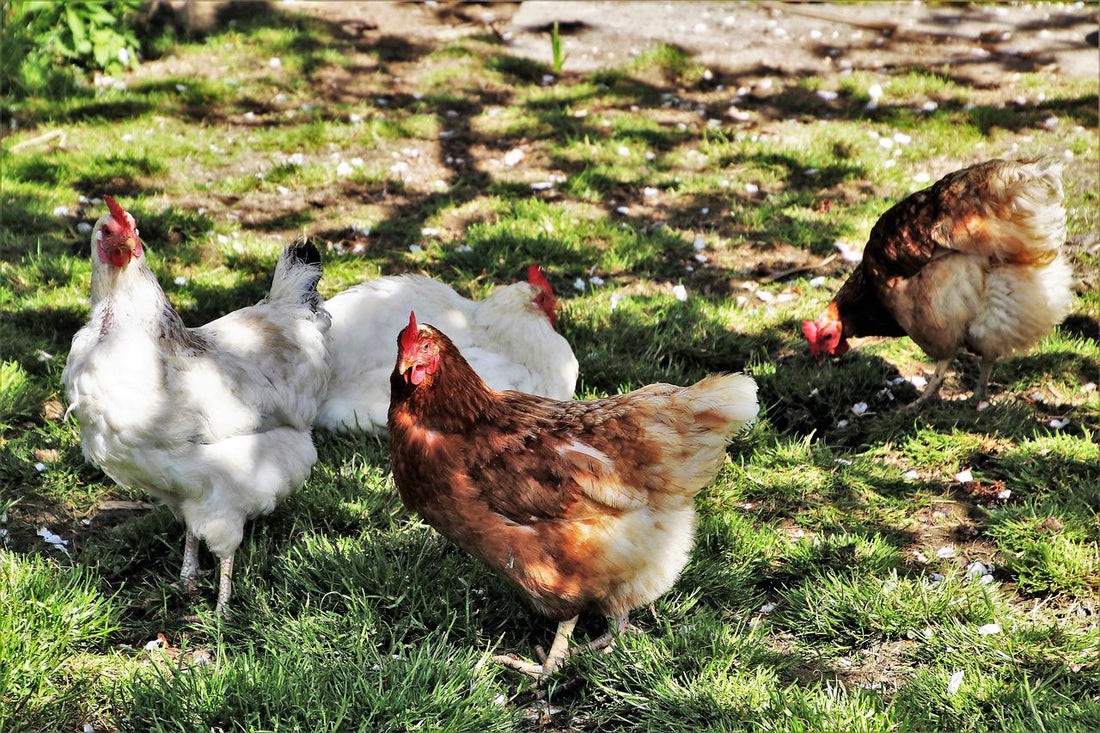 Infestaciones de piojos en los animales de granja