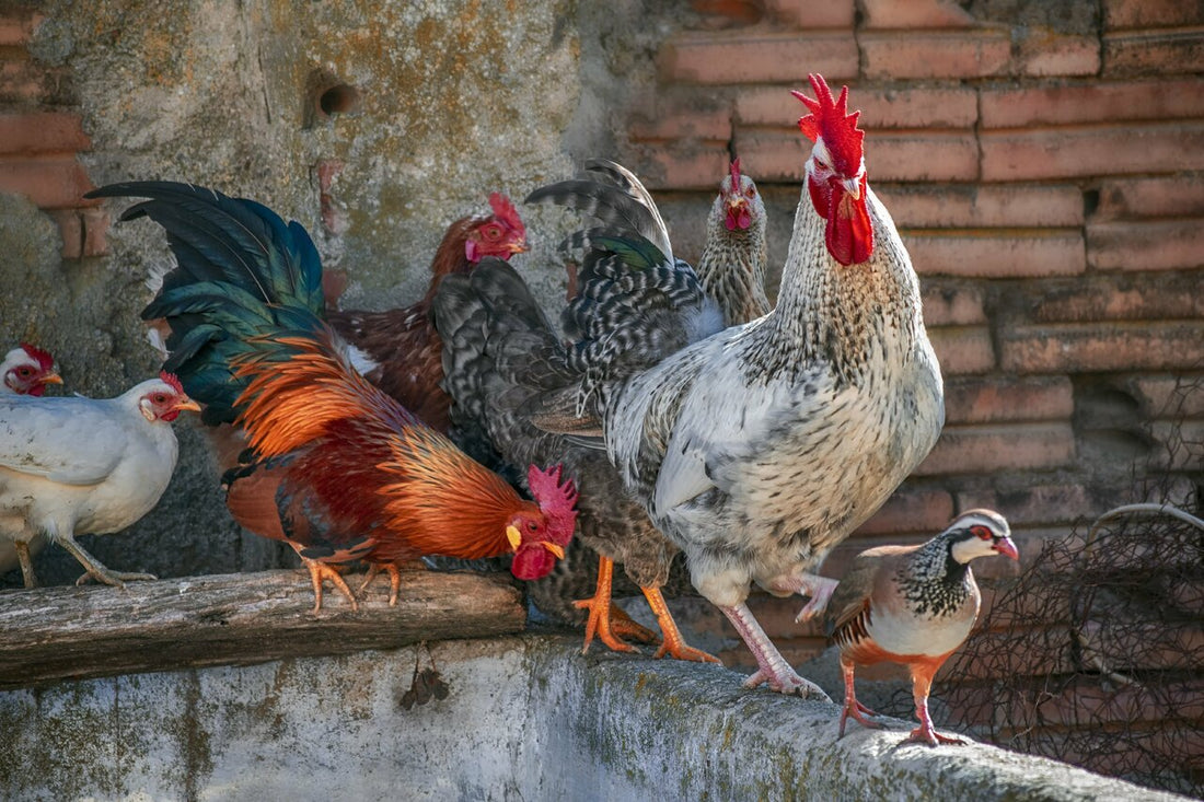 Enfermedades en aves de corral asociadas con la muda de plumas