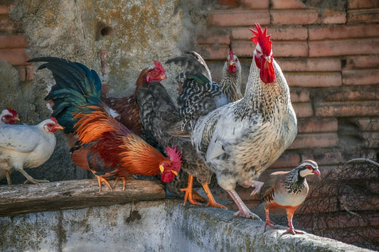Enfermedades en aves de corral asociadas con la muda de plumas
