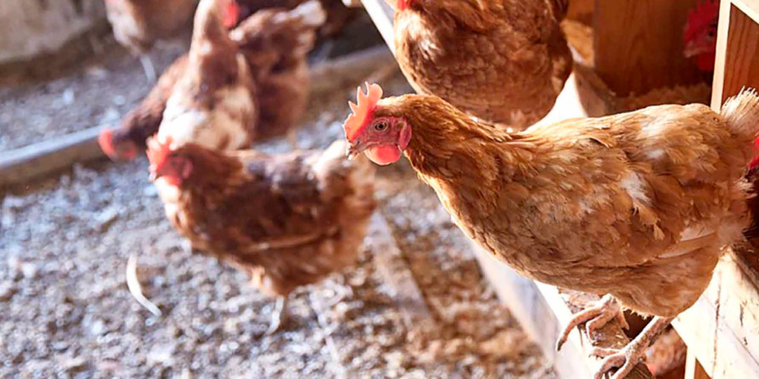 Riesgos de zoonosis y cuidado de los animales