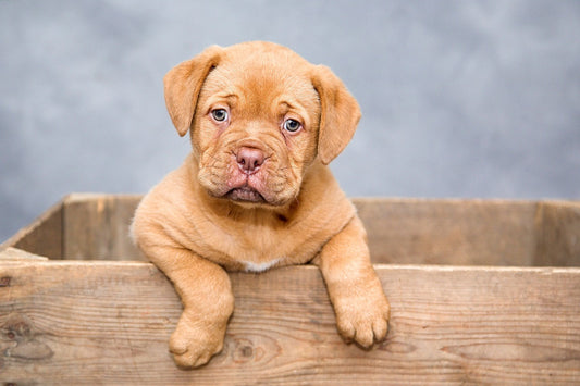 Perros con pulgas y que duermen con personas