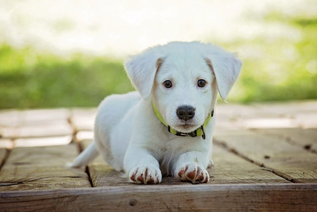 La experiencia de tener un cachorro como mascota