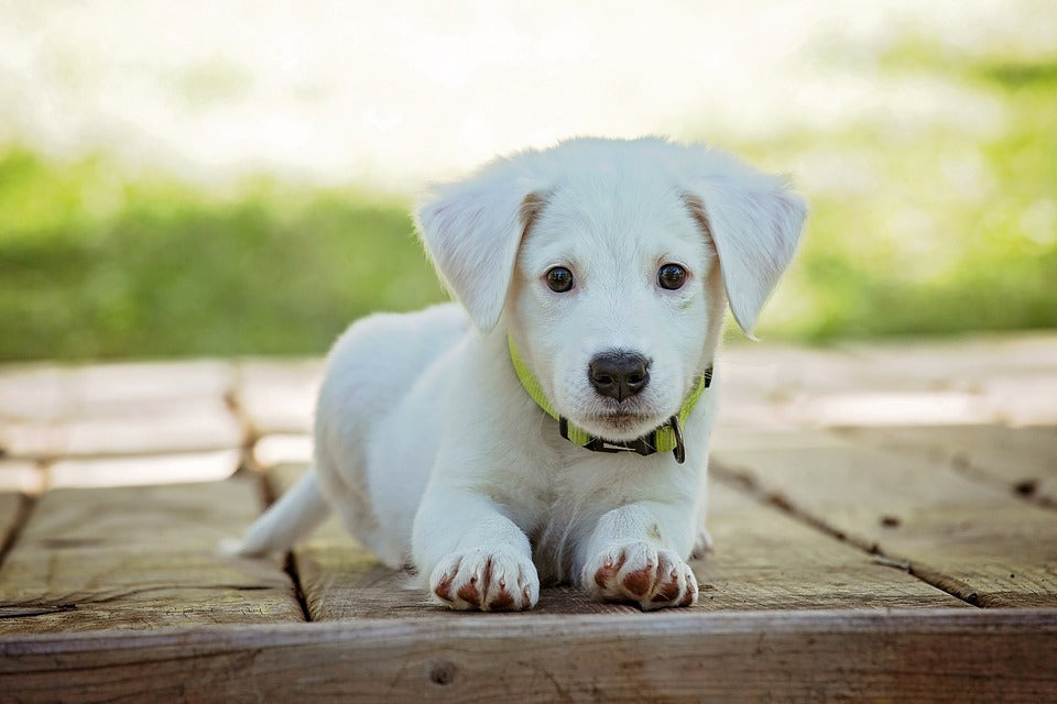Cuidados más importantes que se le deben dar a un perro mascota