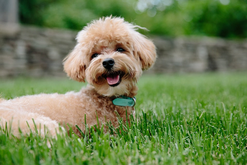 Los mejores cuidados para tener un perro como mascota