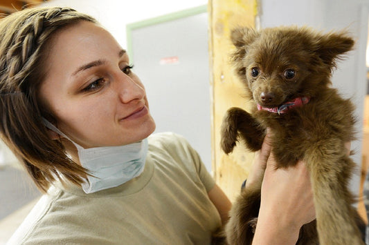 Qué es la insuficiencia renal canina