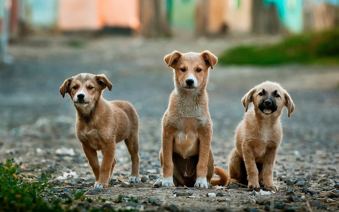 Enfermedades estivales en perros: prevención y manejo veterinario