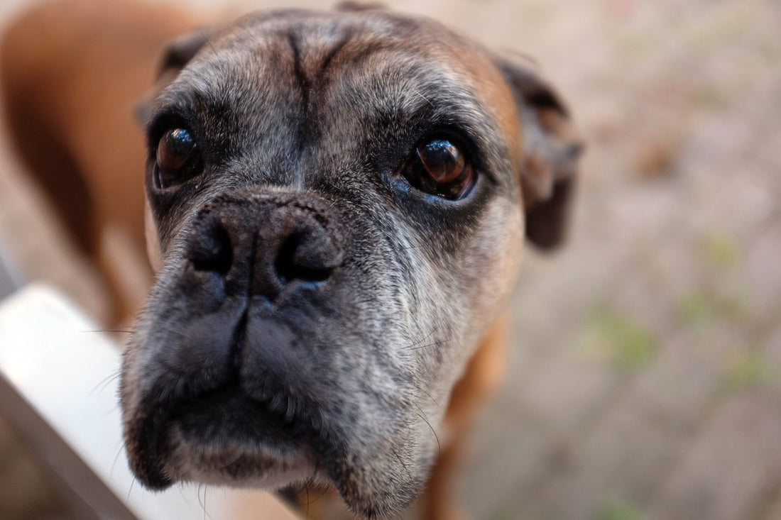 Envejecimiento y cuidados geriátricos en las mascotas
