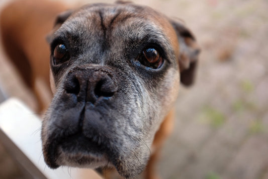 Envejecimiento y cuidados geriátricos en las mascotas