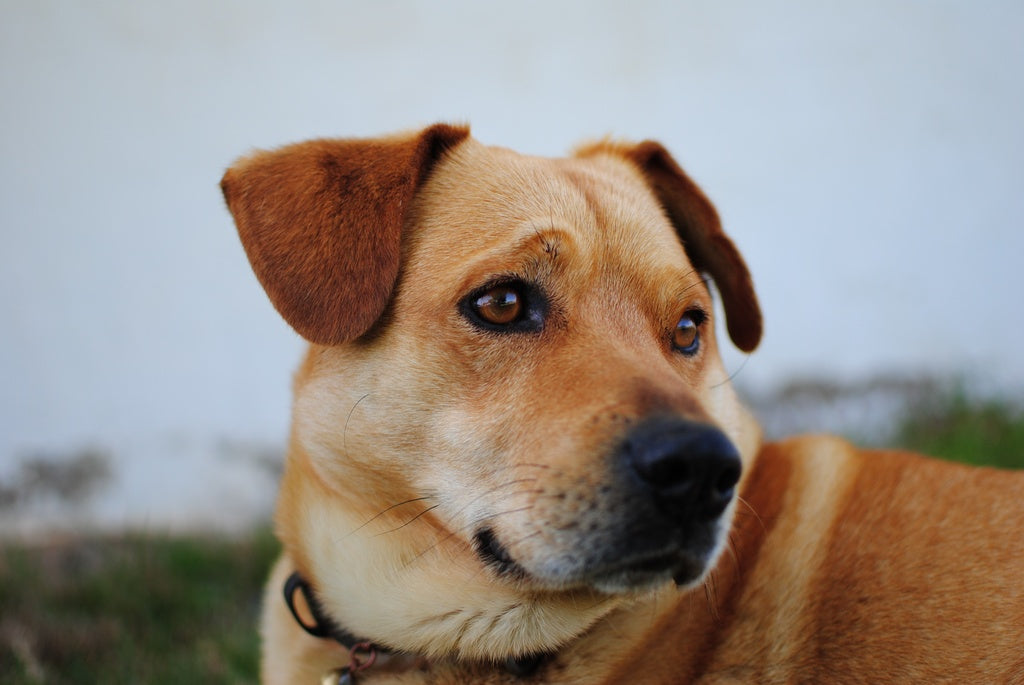 Cómo prevenir y eliminar los ácaros en casa para proteger la salud de tus mascotas