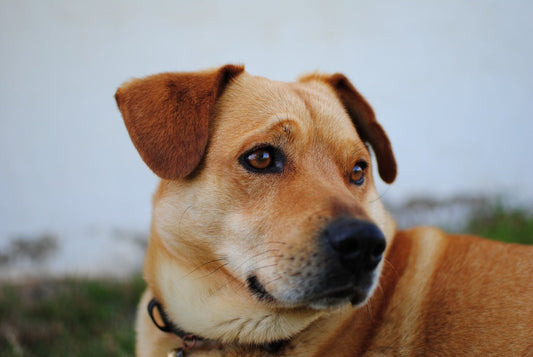 Cómo prevenir y eliminar los ácaros en casa para proteger la salud de tus mascotas