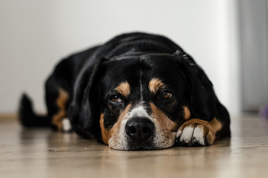 Perros que se lamen las patas constantemente, ¿cómo tratar este problema?