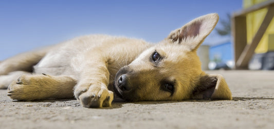 Cómo prevenir el moquillo en los perros mascota