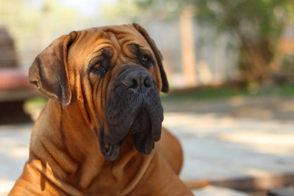 Cuidados y atención veterinaria para el perro Bullmastiff