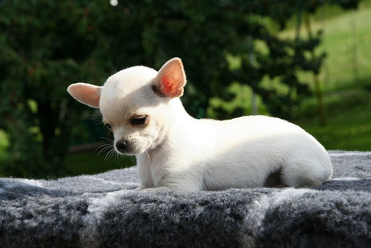 Importantes enfermedades que afectan al perro Chihuahua