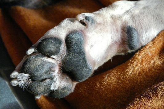 Importancia del Veterinario en el Corte y Aseo de las Uñas de las Mascotas