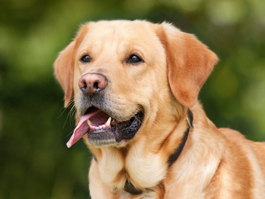 Elegir la mascota perfecta para tu hogar