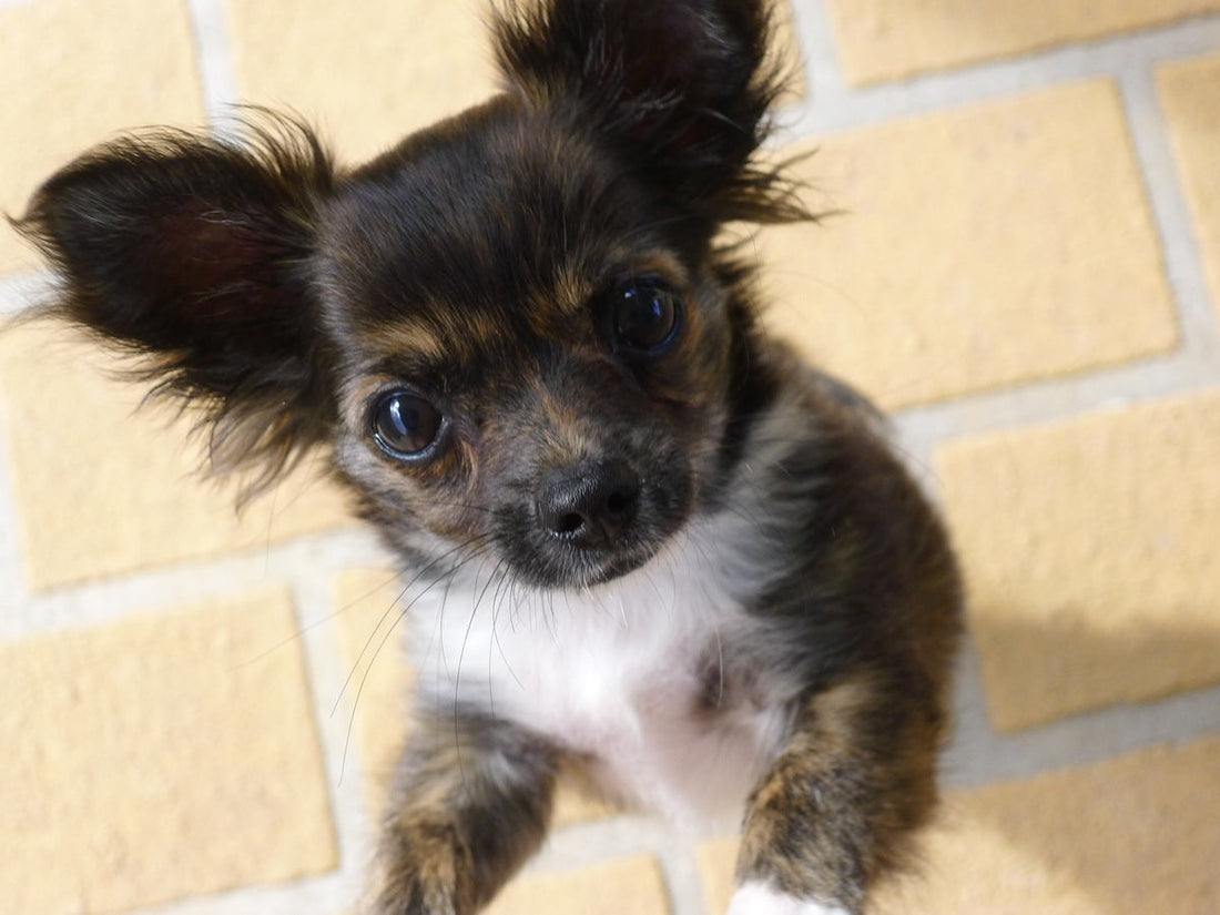 Cuidados y adiestramiento del perro Chihuahua de pelo largo