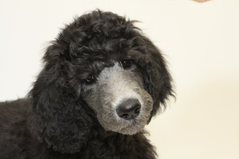 Consejos para cuidar a un perro french poodle