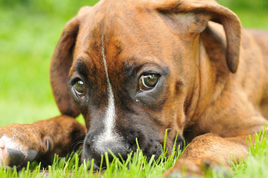 Entendiendo la caspa en tu perro: causas principales y tratamiento