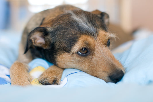 Decálogo del propietario responsable de perros mascota